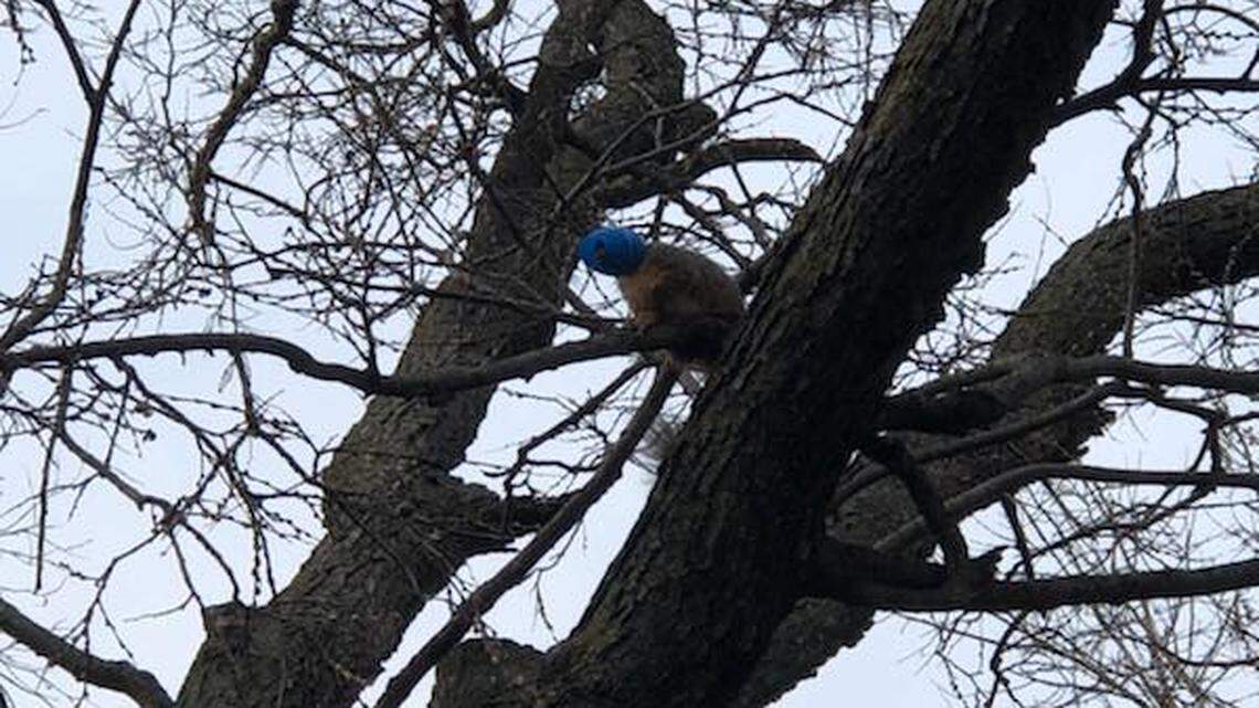 Salina firefighters rescued this squirrel from a tree after it got its head stuck in an Easter egg.