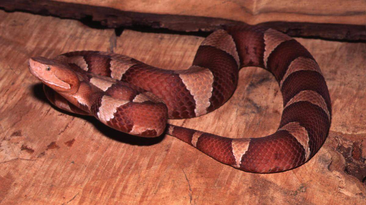 The Broad-banded Copperhead.