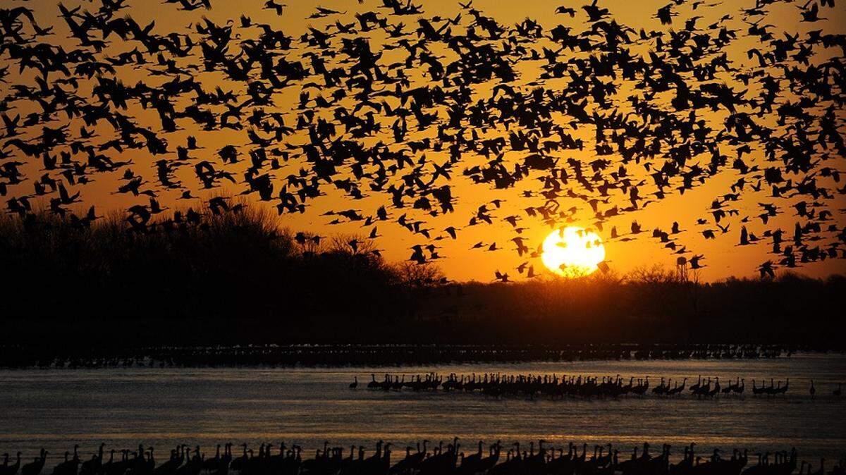 The world's largest gathering of Sandhill Cranes is underway in Nebraska, just four hours north of Wichita.