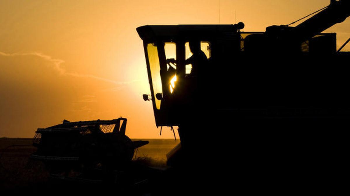 FILE Wheat is cut in a field near Pawnee Rock, Kansas.