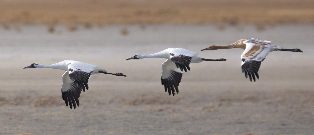Two adult whooping cranes, along with a juvenile, fly low across the water of the Big Salt Marsh at the Quivira National Wildlife Refuge in 2023.