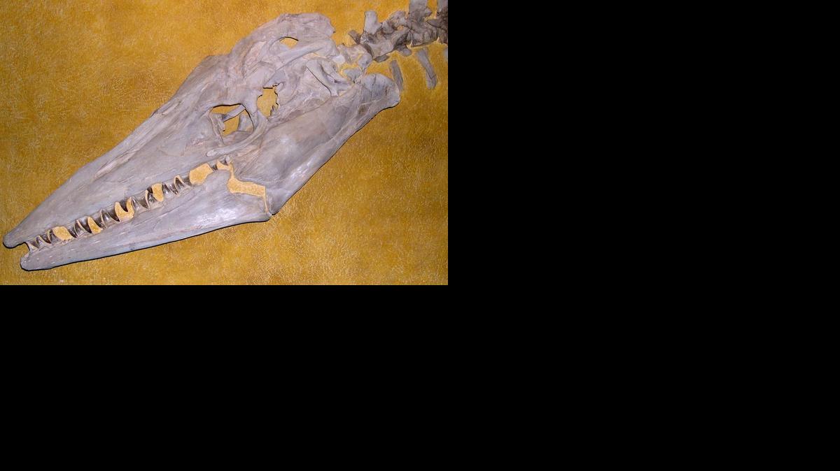 The four-foot-long skull of a Tylosaurus

