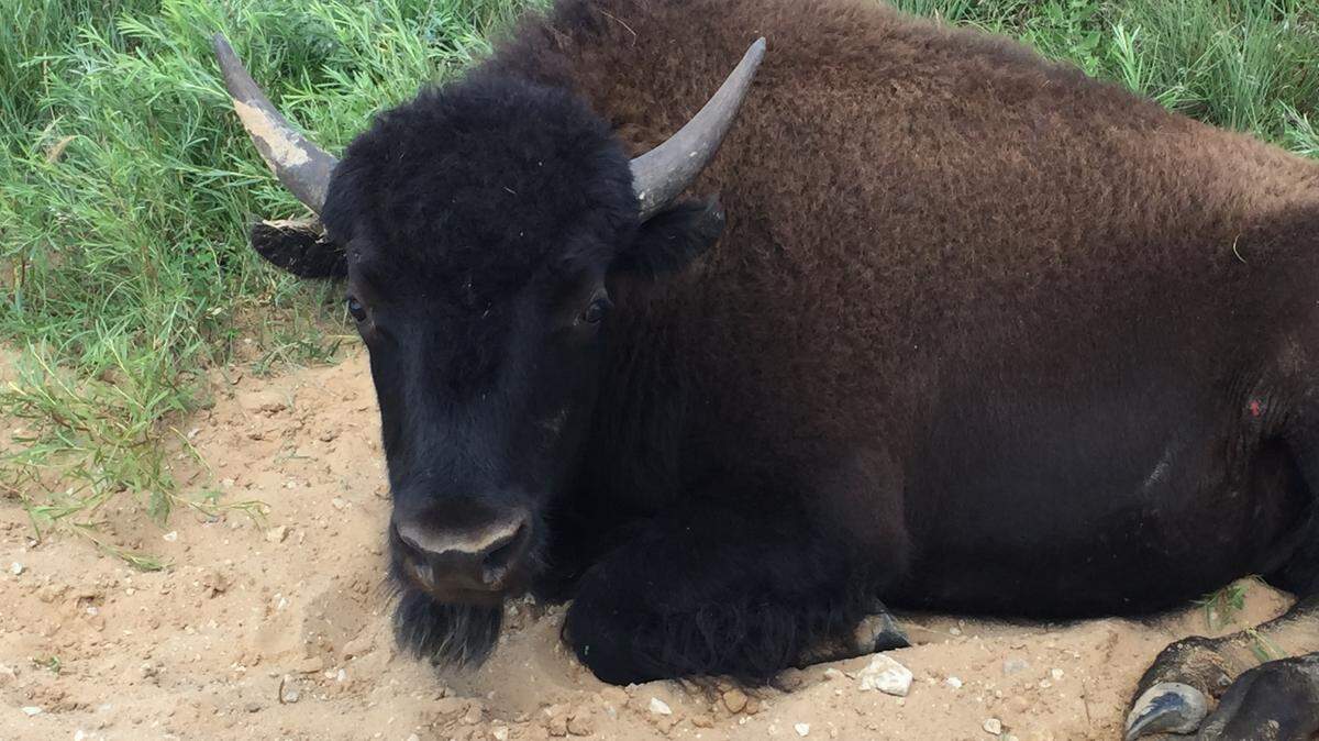 A bison at the Maxwell Wildlife Refuge.