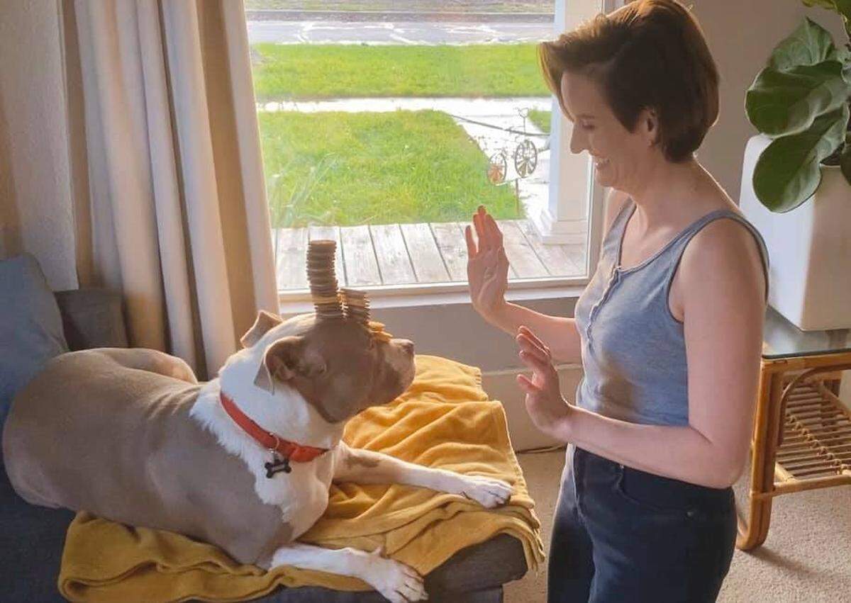 Becky Reynolds and her American Bully, Berko, have been counting off the days of their coronavirus quarantine by stacking doggie treats on his head each day and sharing the results on social media.