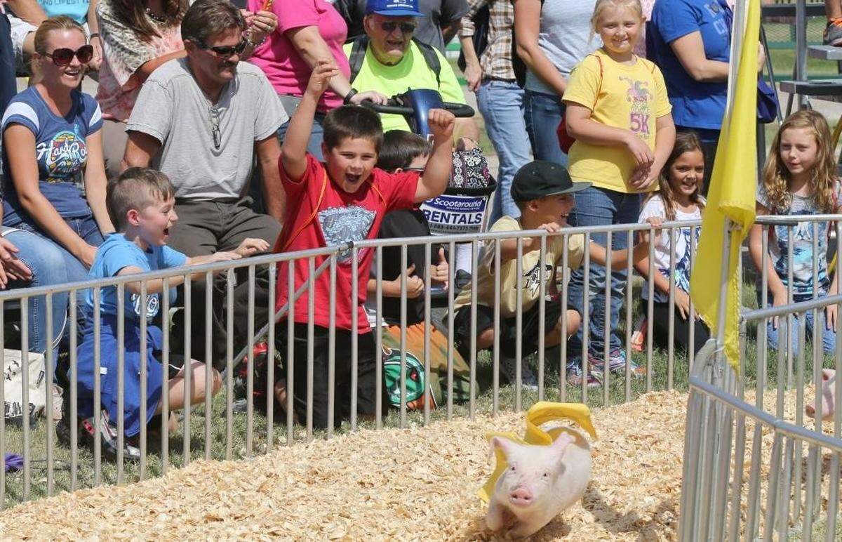 The audience cheers on racing pigs at the Kansas State Fair. (September 11, 2015)