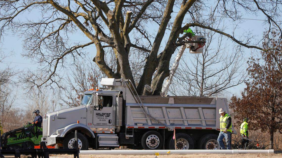 The city is removing an iconic tree along Museum Boulevard to make way for water pipeline work.