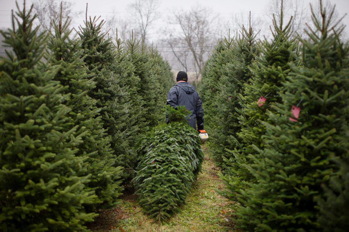 Christmas trees will be available for cutting beginning right after Thanksgiving.