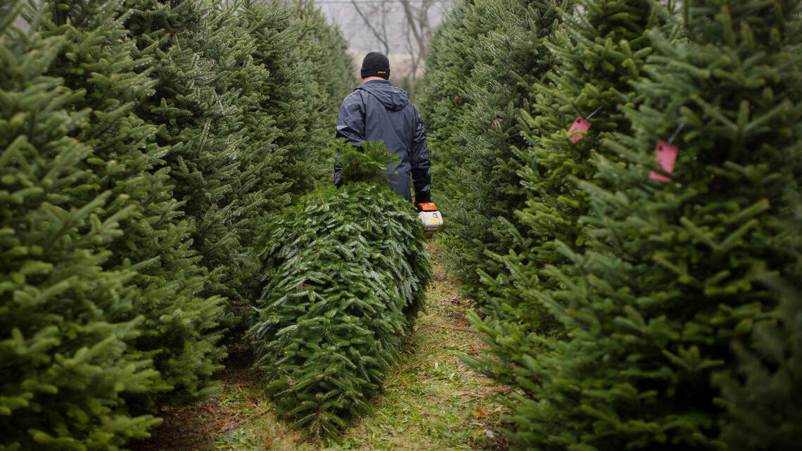 Up to 25,000 bugs could be on your Christmas tree. Here’s how to stop a home invasion
