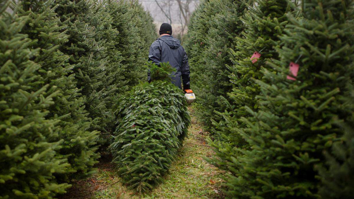 A man cuts down a Christmas tree in Hamilton, Ohio, in 2015.