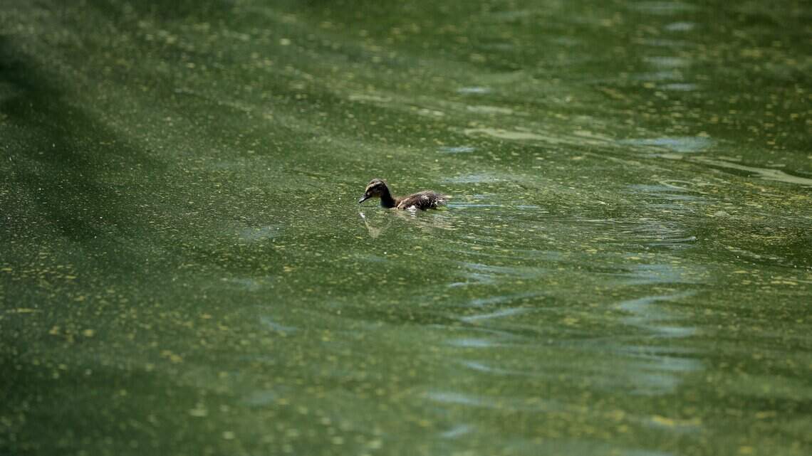 There’s algae in Kansas lakes. Who can we arrest? | Opinion