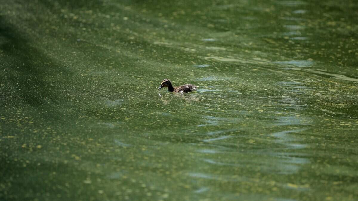 WASHINGTON, DC - JUNE 16: A duckling swims through algae in the newly repainted Lincoln Memorial Reflecting Pool on the National Mall on June 16, 2026 in Washington, DC. The Trump Administration spent $16 million on a no-bid contract to have the bottom of the pool painted "American flag blue" and the seams resealed as part of an effort to repair Washington landmarks in for preparation the country's 250th birthday this summer. (Photo by Chip Somodevilla/Getty Images)