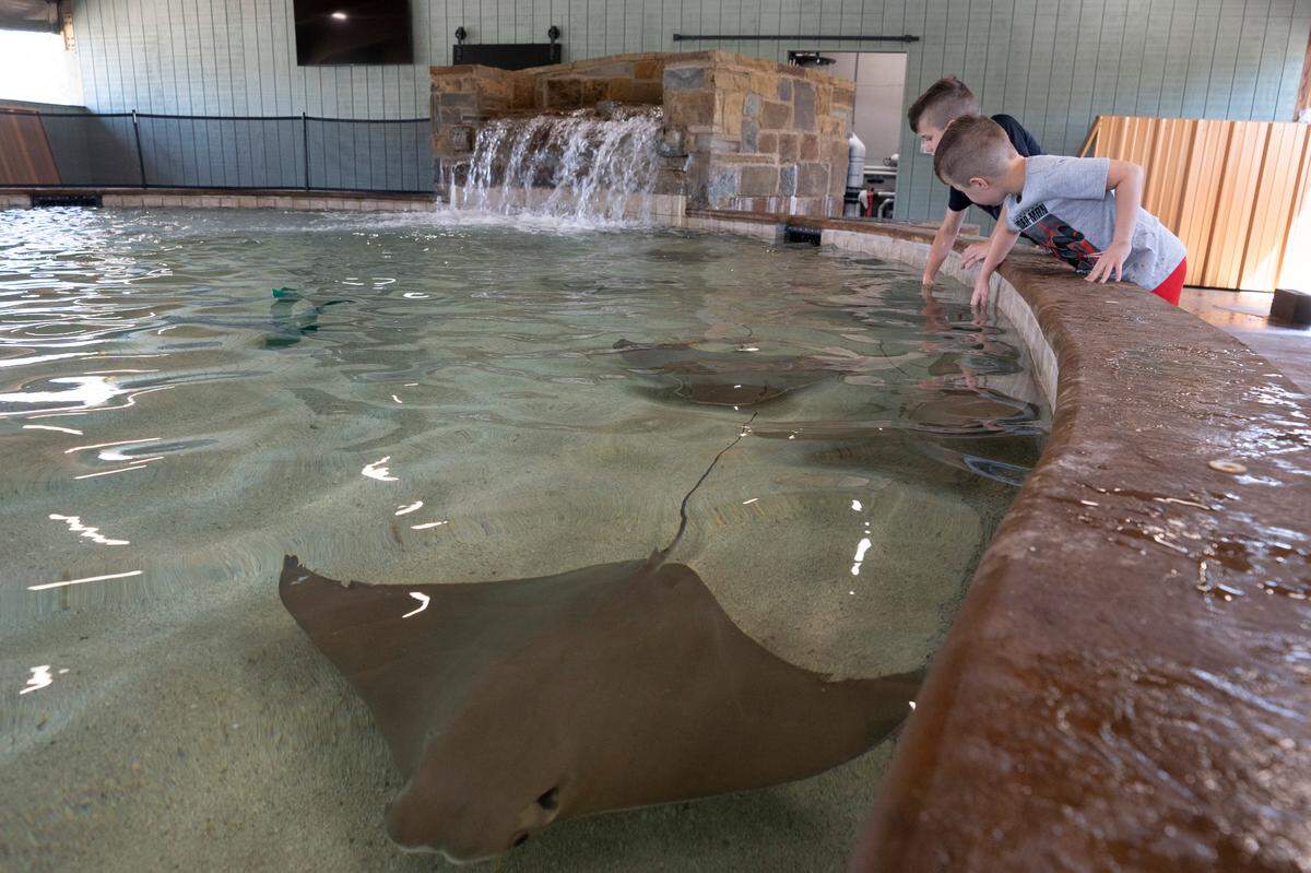 Max and Miles McCulley pet stingrays at Stingray Cove at the Sedgwick County Zoo. The exhibit opens to the public on April 15 and is the zoos first “aquatic touch experience.”