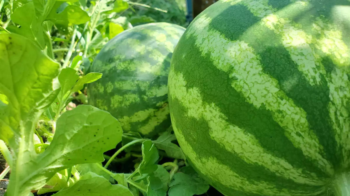 Watermelons growing on the vine in a Kansas garden.