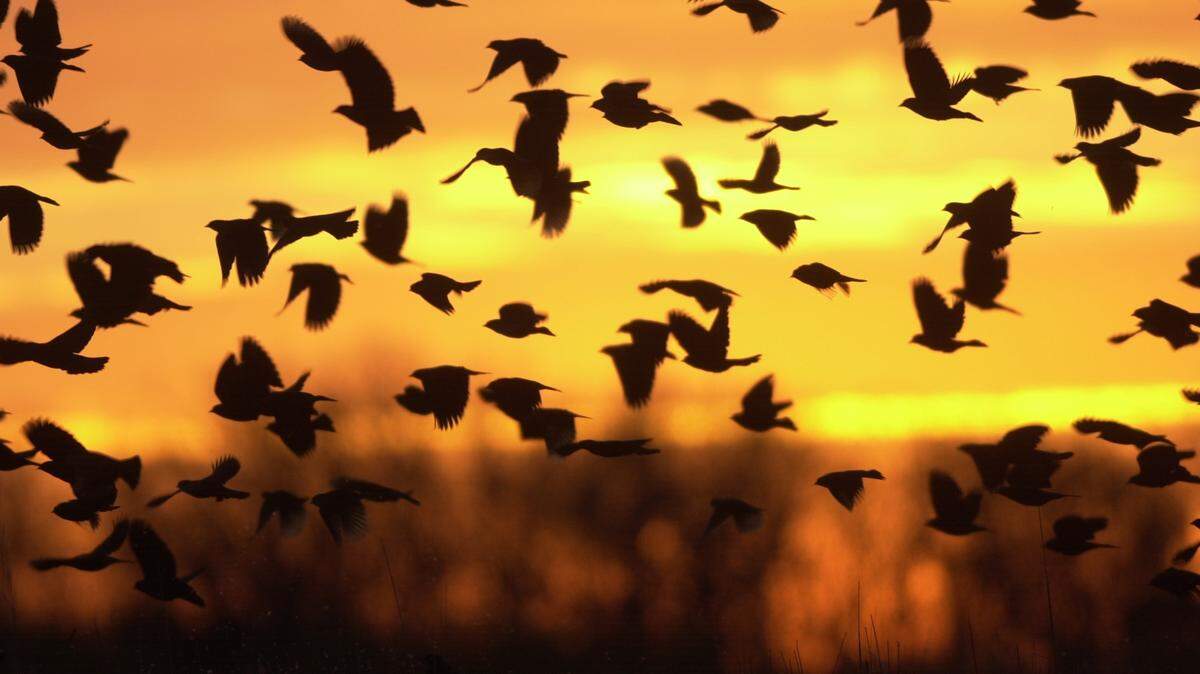 Bird migration is critical to the health of our ecosystem.