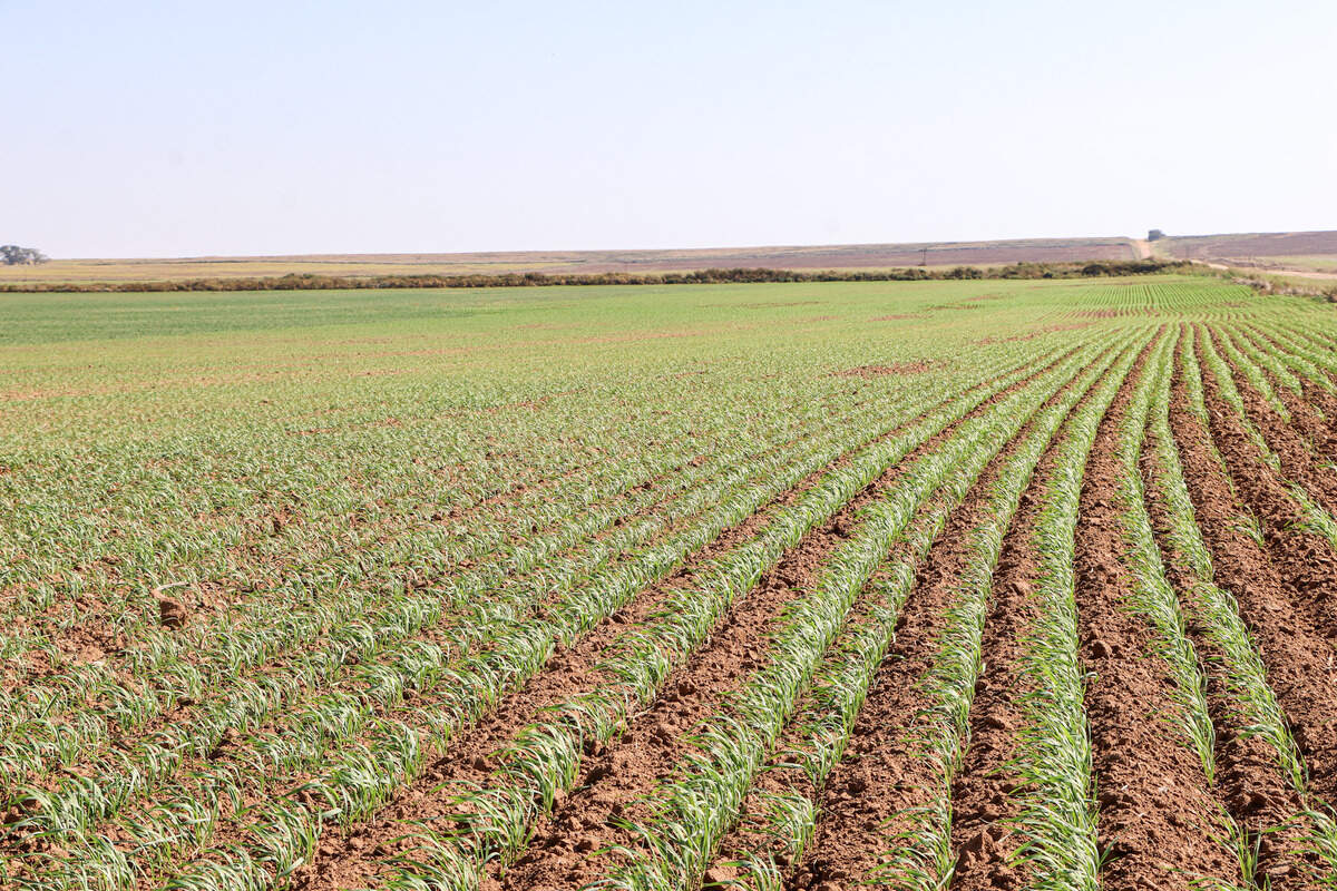 Cropland at Lone Tree Farms.
