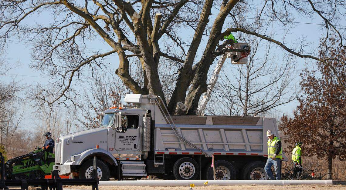 The city removed an iconic tree along Museum Boulevard in January 2022 to make way for water pipeline work.