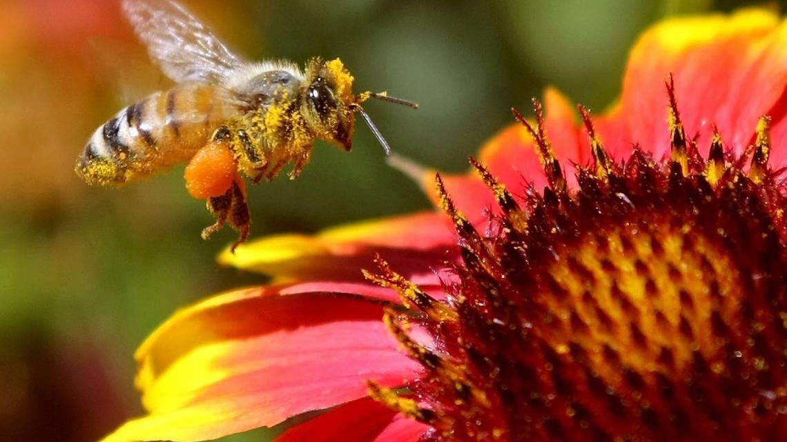 A honeybee with bulging pollen sacs and coated with yellow pollen dust is a happy camper.