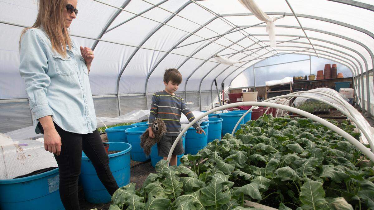 Megan Greenway looks at broccoli she is growing on her farm, Orie’s Farm Fresh. To the right is her 6-year-old son, Orie. The produce had a little bit of damage from last week’s brutally cold temperatures. On Tuesday it was 100 degrees inside the greenhouse. (February 23, 2020)