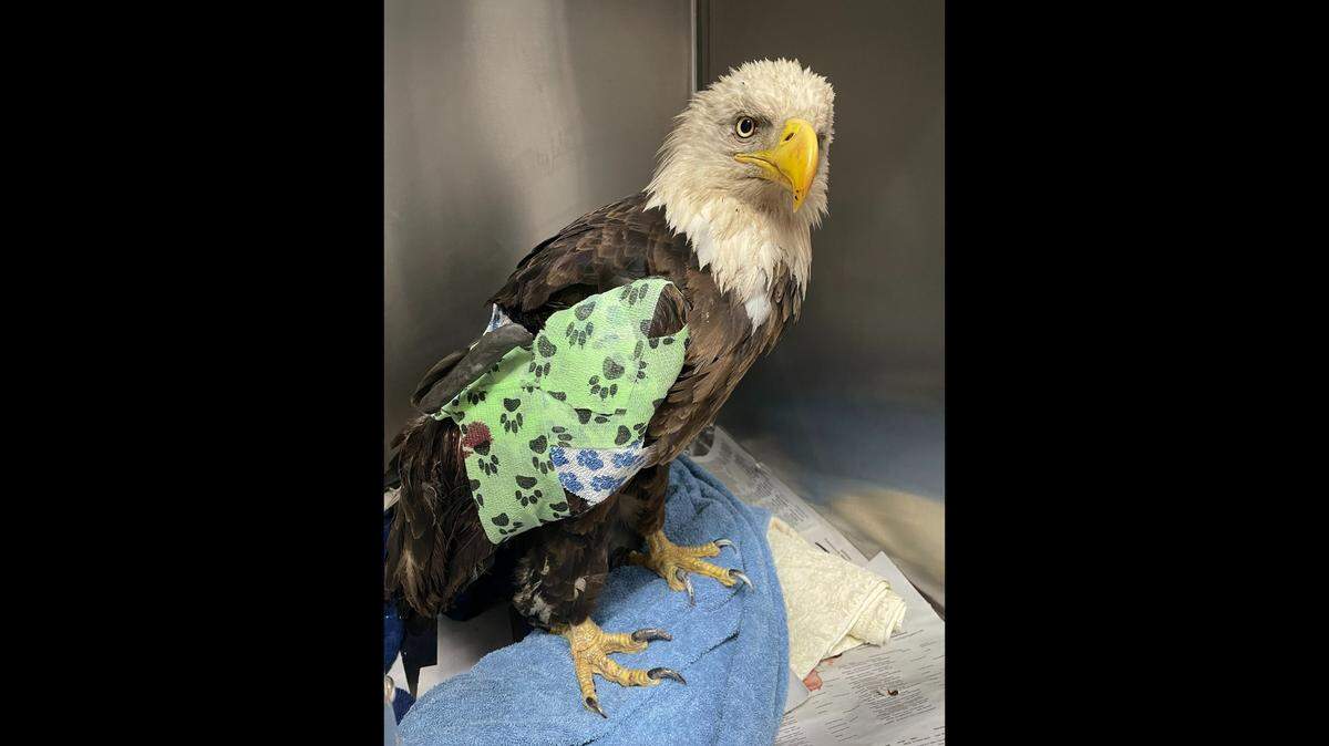 A bald eagle found injured after the April 19 Chase County tornadoes is recovering from surgery. 