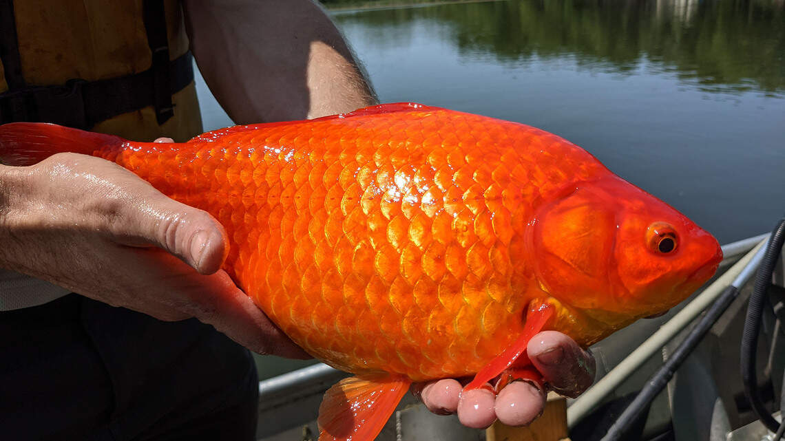 Football-sized goldfish are ‘taking over’ lakes in Minnesota. What about Kansas?