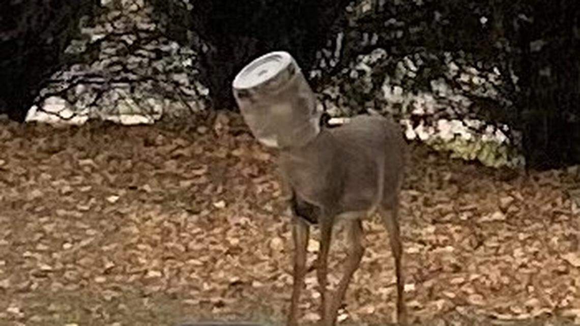 A deer that’s been spotted around a Wichita park with its head trapped inside a plastic container has been freed thanks to the effort of volunteers.