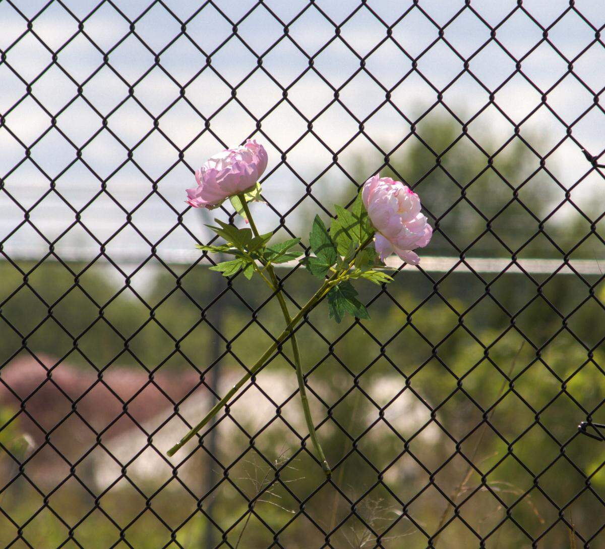 Flowers sit in the chain link fence gaps outside Field Station: Dinosaur after a Sauroposeidon animatronic caught fire over the weekend. The animatronic was reduced to its metal frame.