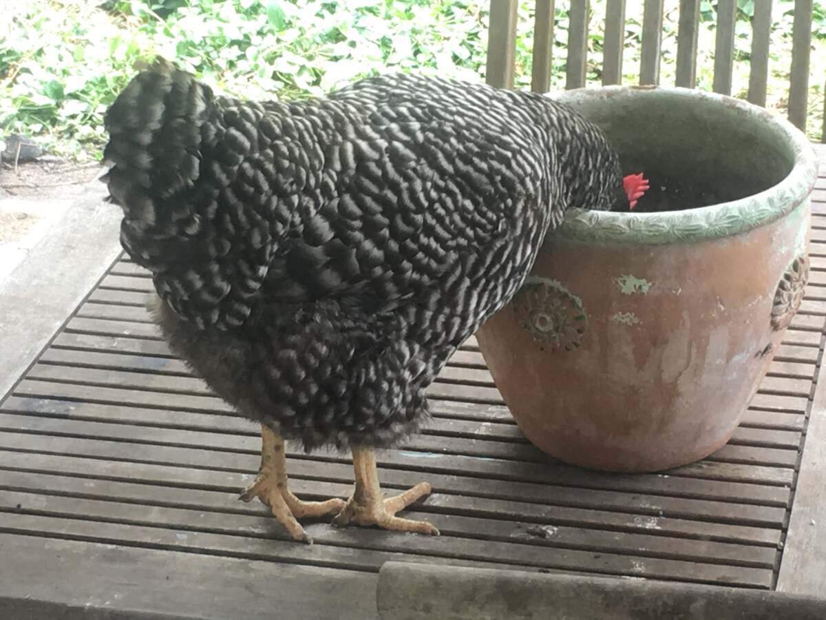 Our sweet Pepper was always a curious girl.