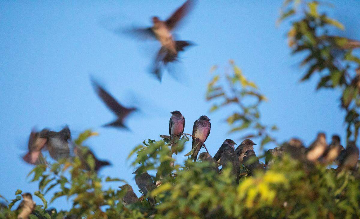 Around 20,000 purple martins are roosting each night at the Waterfront Development in Wichita. The number is likely to more than double during the coming week.