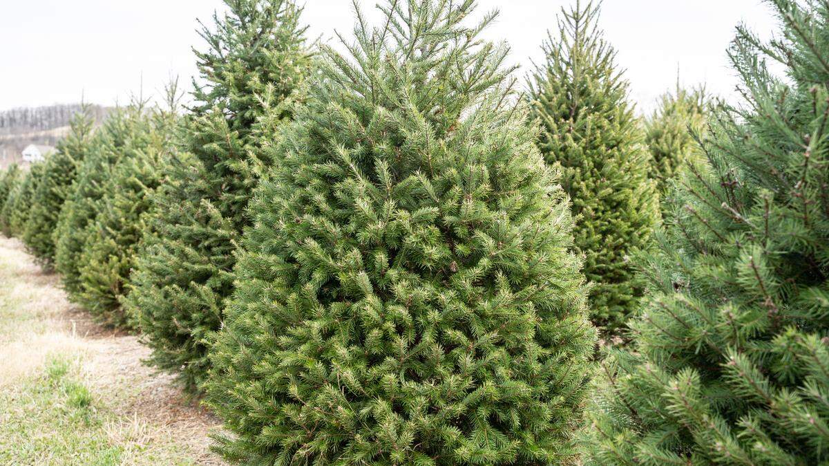 Real Christmas trees can be turned into mulch at several Sedgwick County sites.