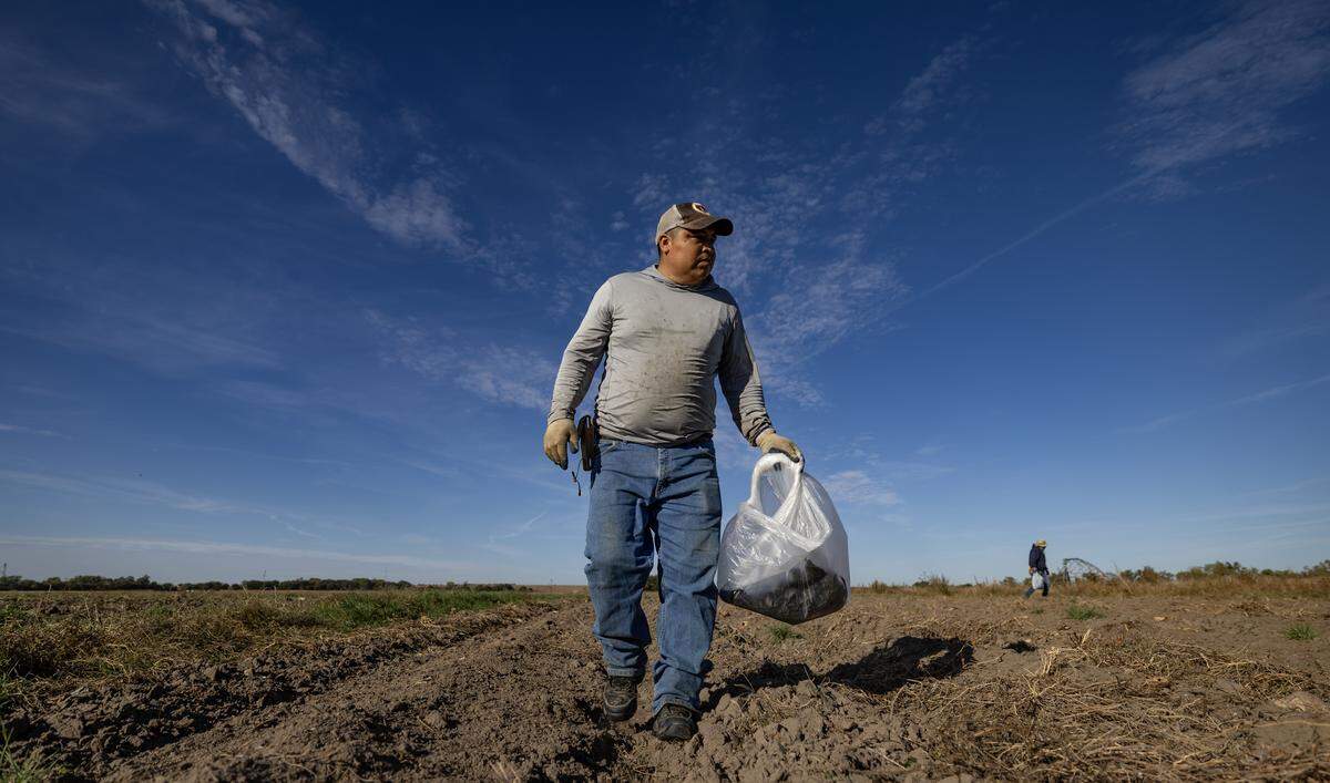 If migrants like those working in the fields of north-central Kansas last fall left the state, researchers and business leaders fear the economy would shrink.
