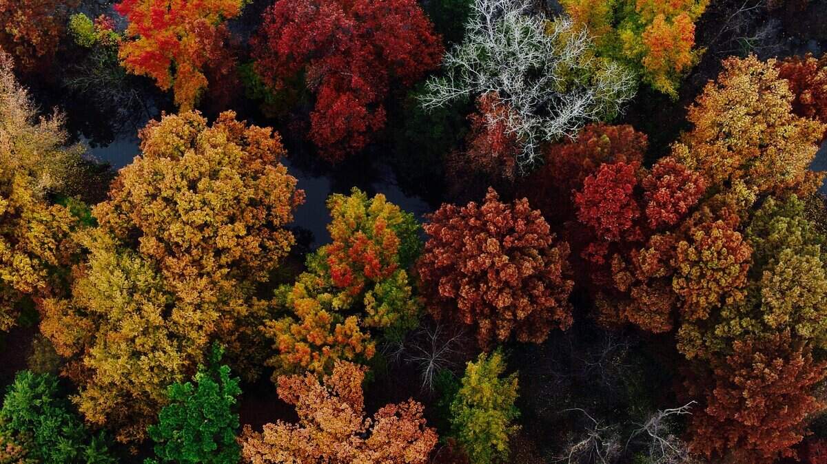Aerial drone photo of trees at the Bartlett Arboretum in Belle Plaine in 2017.