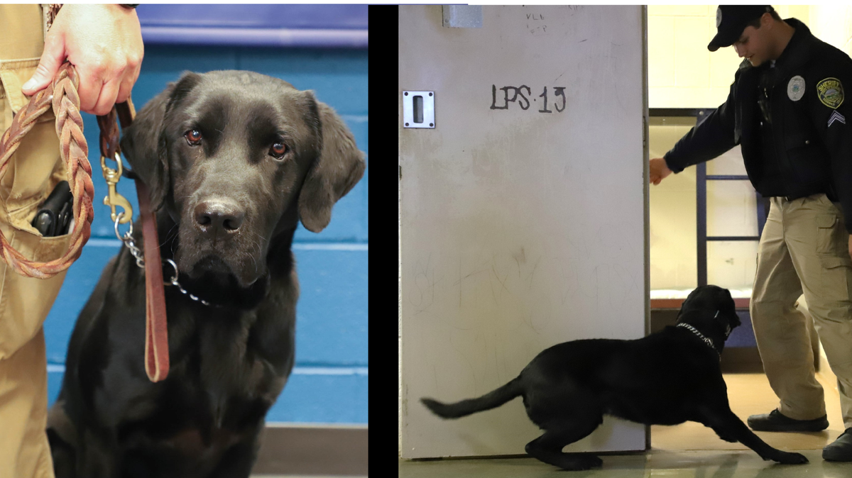 Turbo, the Sedgwick County Jail’s only drug dog, passed away Friday morning after being diagnosed with a fast-moving and terminal cancer. Photo on left shows Turbo posing for a photo; on the right is him training with his handler, jail Corporal Ethan Cox.