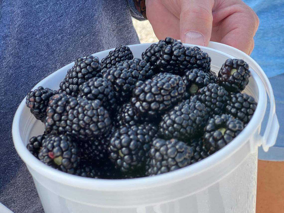 Elderslie Farm’s blackberry brambles are usually ready for you-pick customers during the second week of June each year.