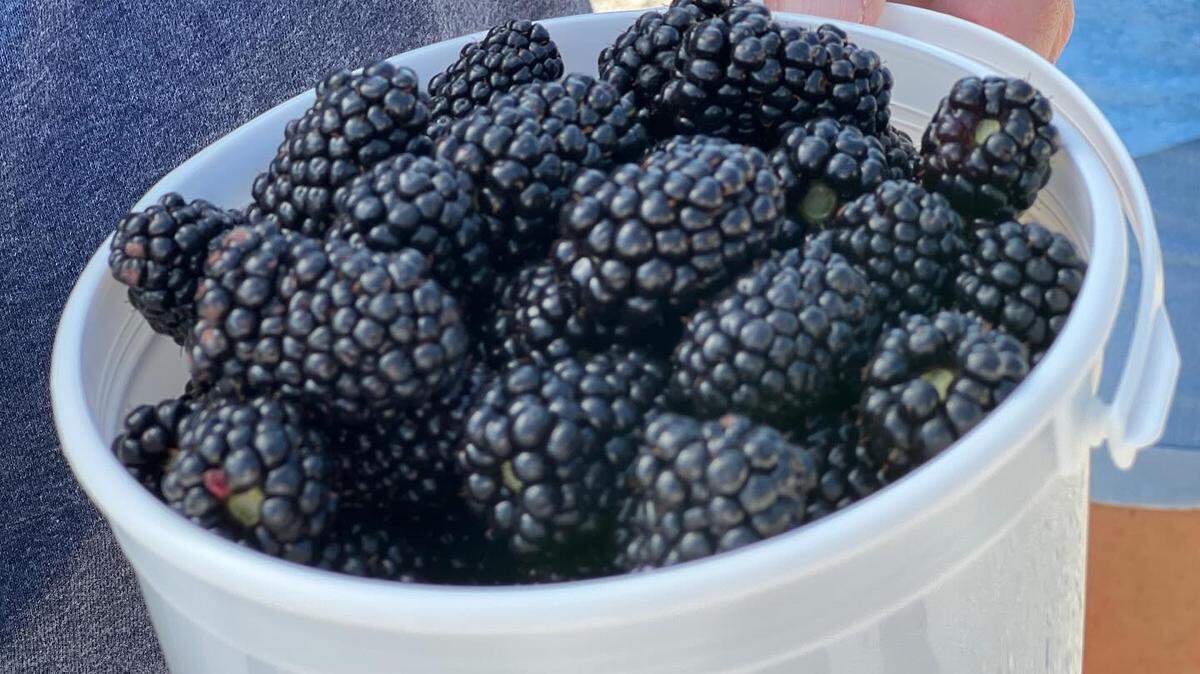Elderslie Farm’s blackberry brambles are bursting this year, thanks to favorable weather. You-pick customers can walk in and pick the rest of the week.