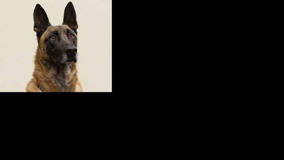 Rooster, a Wichita K-9 officer, was shot and killed Saturday night after police responded to a disturbance at the Lamp Lighter Mobile Home Park, 2320 E. MacArthur Road.