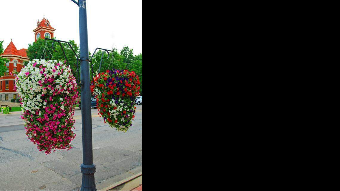 Wave petunias in various color combinations cascade from hanging baskets in El Dorado. About 38 plants are placed in each container.

