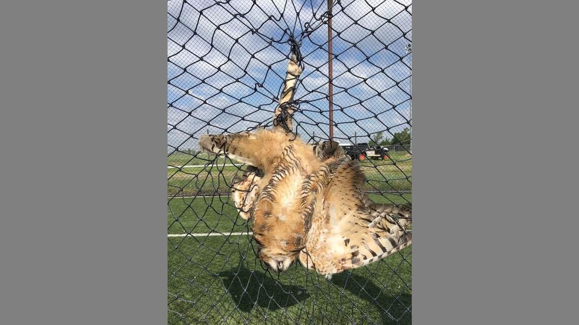 Great Horned Owl tangled in net freed from batter’s cage at Maize South High School