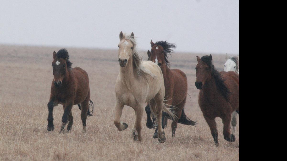 Herds of wild horses roam more than 60,000 acres in the Flint Hills. For
the past 10 years, the horses have been brought to Kansas by the Bureau
of Land Management to run on privately owned pastures. Ranchers contract
with the BLM to run the horses. The horses are then allowed to live out
the rest of their lives on the prairie.