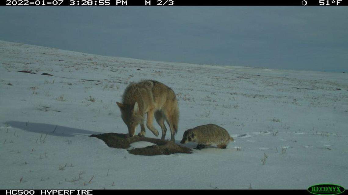 An unlikely friendship has formed between a coyote and a badger and trail cameras show they’re following each other around the Rocky Mountains.