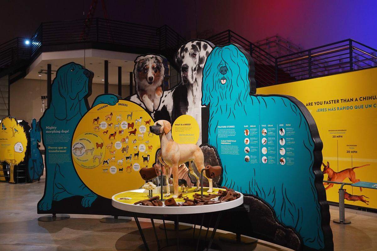 Exploration Place’s new summer exhibit, Dogs! A Science Tail opens May 27 and runs through Sept. 5. Guests will experience how dogs navigate their way through by learning how they see and smell and bond with humans. (May 21, 2022)