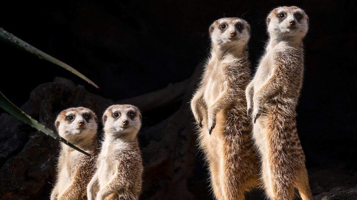 Three female meerkats from the Sedgwick County Zoo are now part of a breeding group at the Los Angeles Zoo.