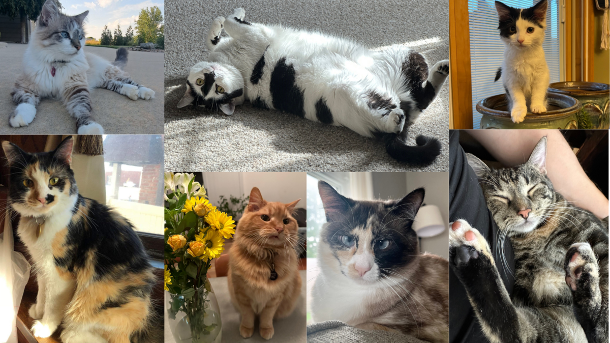 These cats submitted by Wichita Eagle readers are up for a vote in Round 3 of our voting.