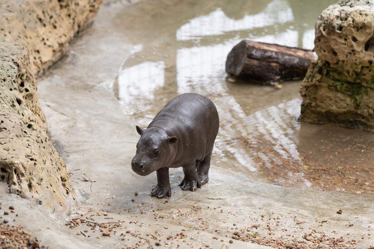 Mars doesn’t like to leave his pool to go inside, and his stubborn personality has made him an internet sensation.