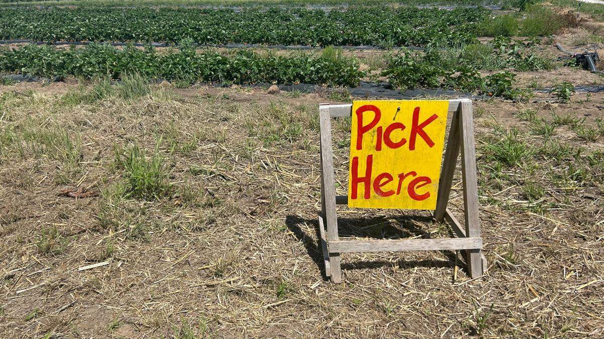 Meadowlark Farm’s “Pick Here” sign is seen at the farm’s strawberry patch May 14, 2025. Strawberry season usually begins in mid-May and ends early June, depending on the weather.