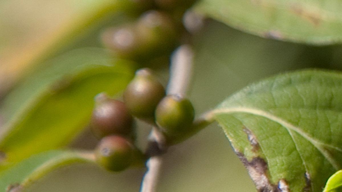 Bush honeysuckle, pictured above, represents one of the many invasive plants found in Pennsylvania and across the U.S.