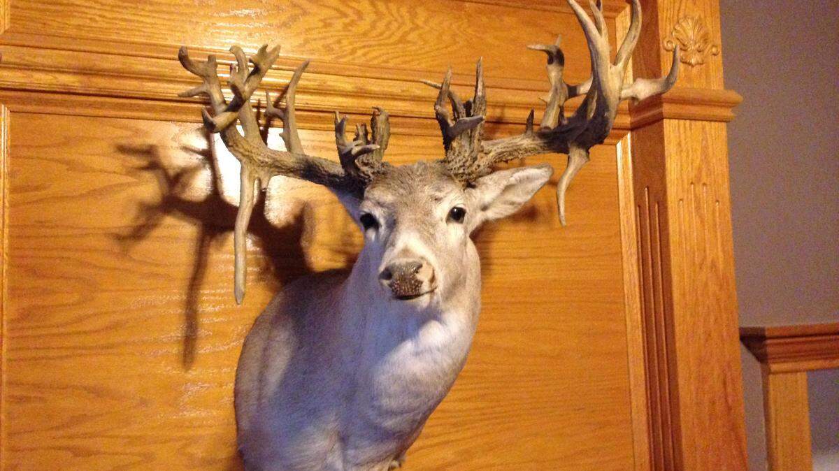 Chris Theis’ first-ever deer is currently Kansas’ fourth largest non-typical buck killed and found by a hunter, according to the Kansas Department of Wildlife and Parks and the Boone and Crockett Club. This is the rack on a store-bought cape.