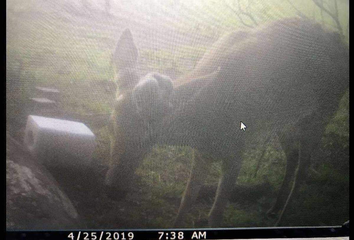 This photo from April 2019 was the only time Brian Butcher of Andover captured an image of the buck he shot in October of that year that ended up being the largest in Kansas history.