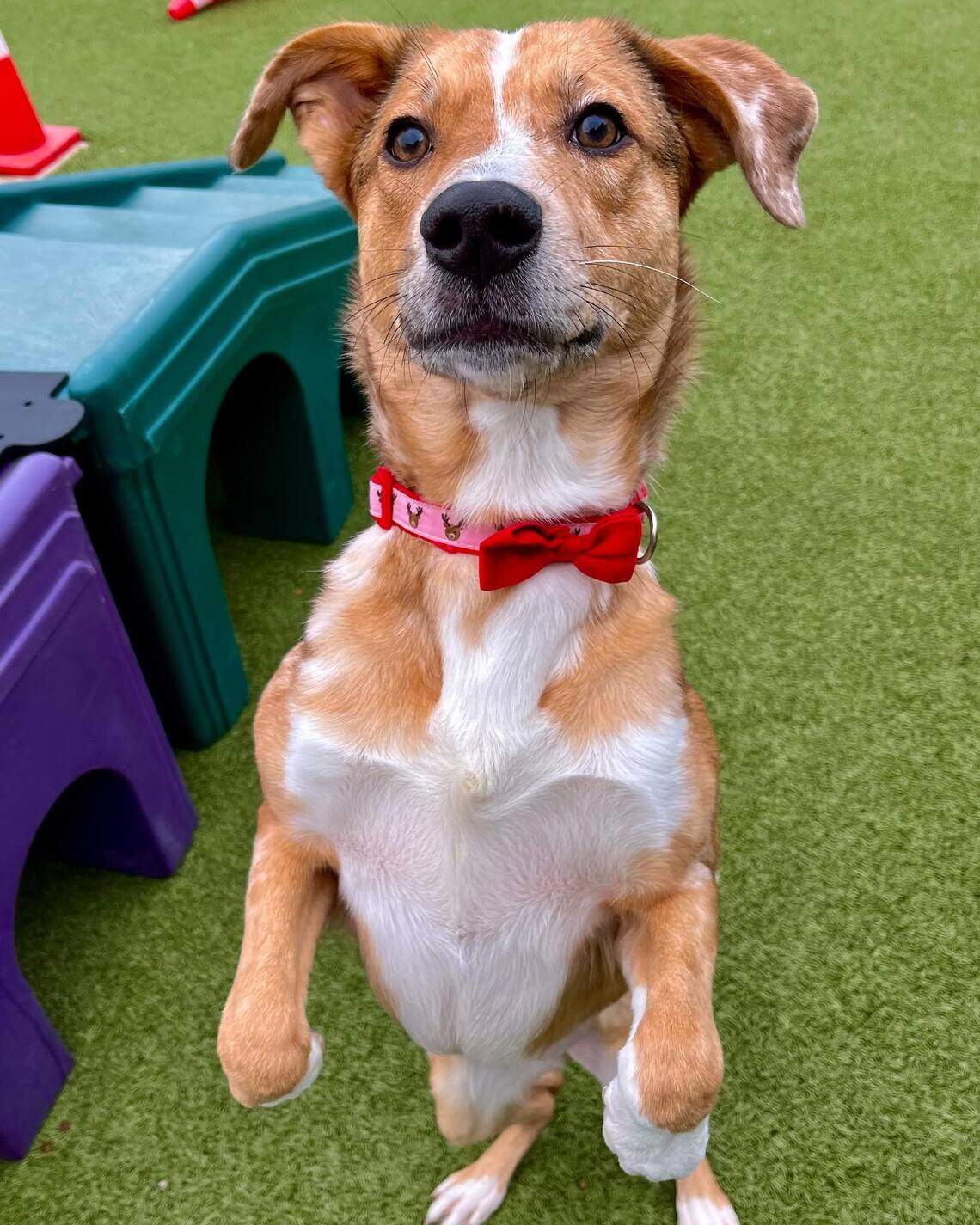 Wichita Rescue Wichita shelters for dogs & cats face desperate overcrowding | Wichita ...