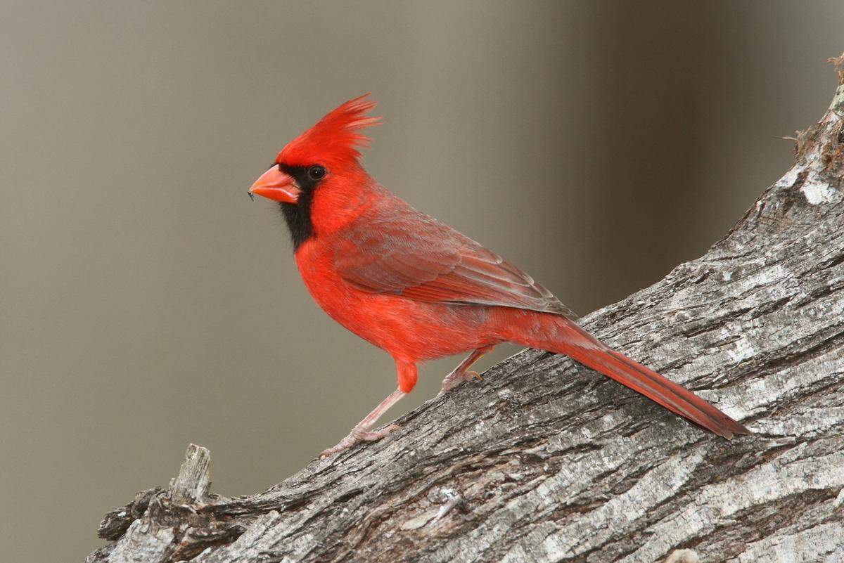 A Northern Cardinal photographed in Choke Canyon, Texas.