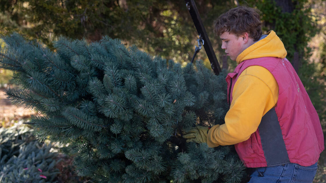 Want a Kansas-grown Christmas tree? Here are options within an hour’s drive of Wichita